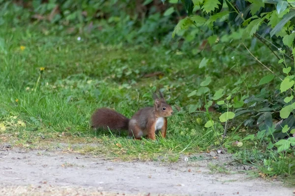 Schattige Rode Eekhoorn Het Bos — Stockfoto