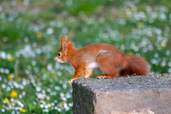 Schattige Rode Eekhoorn Het Bos — Stockfoto