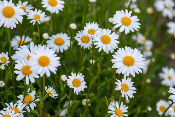 Viele Margeriten Auf Einer Blumenwiese Garten Mit Schönen Weißen Blütenblättern Stockbild