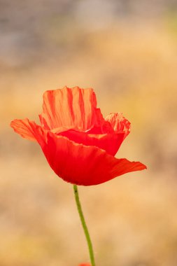 Baharda kırmızı gelincik çiçekli tarla bahçedeki bitkilerin ve doğanın kırılganlığını gösterir ve çiçeklerin tam esintisini yeşil arka planda kırmızı arka planda güzel bir renk kontrastı ve doğanın güzelliğini gösterir.