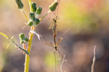 Eşleşen turna sinekleri çiftleşerek gelecek neslin yumurta depozitosunu hazırlar ve makro olarak tipulidae dipterada çiftleşirler. Bulanık bir arka plan ve arka plan ışıklarıyla yakın çekim yaparlar.