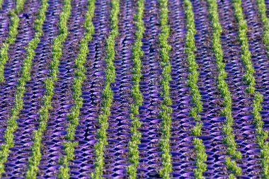 Tarlada taze fidanlar