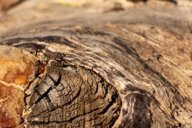 Ormandaki yakın ağaç gövdesi, arka planda bulanık bir arka plan ve fotokopi alanı ile derin çatlak kabuk çevresel koruma ve bakım ve sürdürülebilir kereste endüstrisi projelerini gösteriyor.