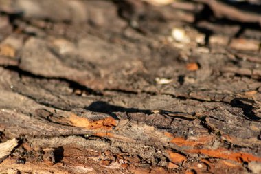 Ormandaki yakın ağaç gövdesi, arka planda bulanık bir arka plan ve fotokopi alanı ile derin çatlak kabuk çevresel koruma ve bakım ve sürdürülebilir kereste endüstrisi projelerini gösteriyor.