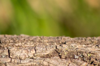 Ormandaki yakın ağaç gövdesi, arka planda bulanık bir arka plan ve fotokopi alanı ile derin çatlak kabuk çevresel koruma ve bakım ve sürdürülebilir kereste endüstrisi projelerini gösteriyor.