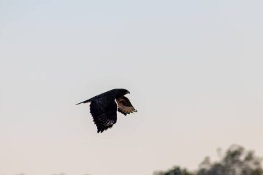 Kudretli uçan şahin veya altın kartal (aquila chrysaetos) diğer kuşları, fareleri ve fareleri avlamak için gökyüzü arka planında yırtıcı kuş olarak ve yayılmış kanatları ve kahverengi tüyleri olan uçan raptor