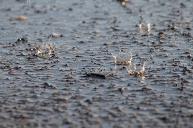 Şiddetli yağmurlu bir günde yere düşen yağmur damlaları baharda durgun bir kır yolundaki su birikintisine düşerken kuraklık ve kıtlıktan sonra bitkiler ve ağaçlar için ferahlatıcı bir su banyosu sunar.