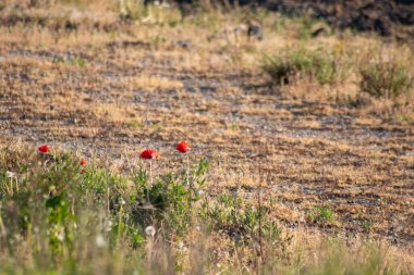 Baharda kırmızı gelincik çiçekli tarla bahçedeki bitkilerin ve doğanın kırılganlığını gösterir ve çiçeklerin tam esintisini yeşil arka planda kırmızı arka planda güzel bir renk kontrastı ve doğanın güzelliğini gösterir.