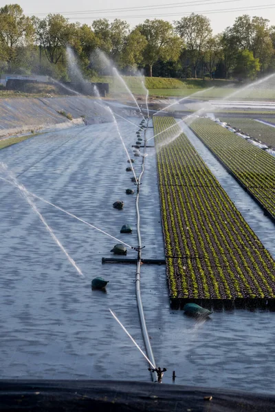 Professionelle Bewässerung Und Bewässerung Eines Marktgartens Und Einer Gärtnerei Während — Stockfoto