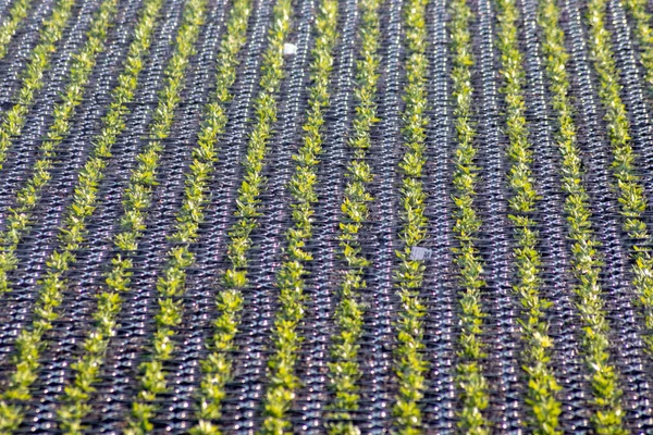 Frische Setzlinge Auf Dem Feld — Stockfoto