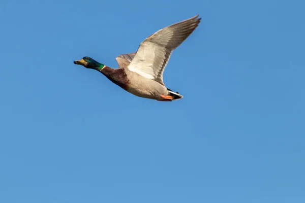 空を飛ぶマガモ — ストック写真