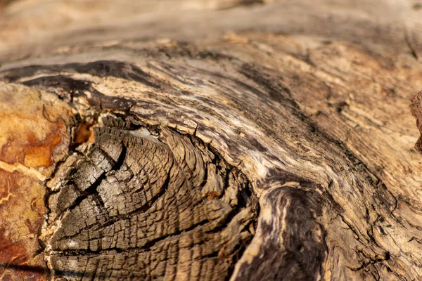 Ormandaki Yakın Ağaç Gövdesi Arka Planda Bulanık Bir Arka Plan — Stok fotoğraf