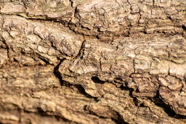 Tułów Drzewa Zbliżeniowego Lesie Głęboko Pękniętą Korą Jako Naturalne Tło — Zdjęcie stockowe