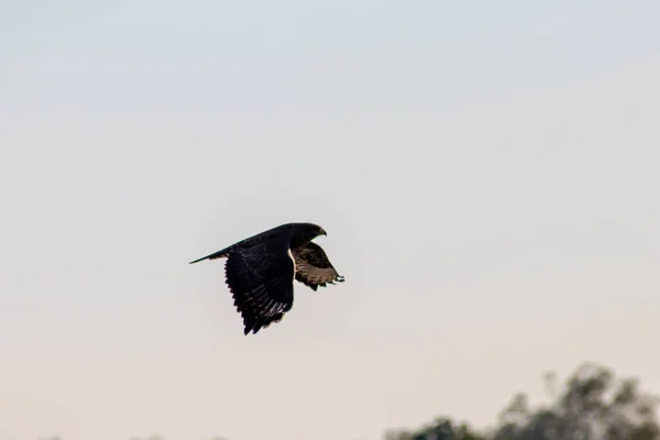 Могутній Літаючий Сокіл Або Золотий Орел Полюють Інших Птахів Мишей — стокове фото