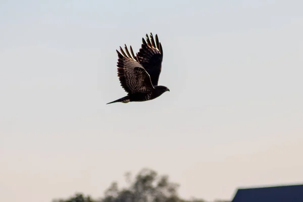 Mocný Létající Sokol Nebo Zlatý Orel Aquila Chrysaetos Lovící Jiné — Stock fotografie