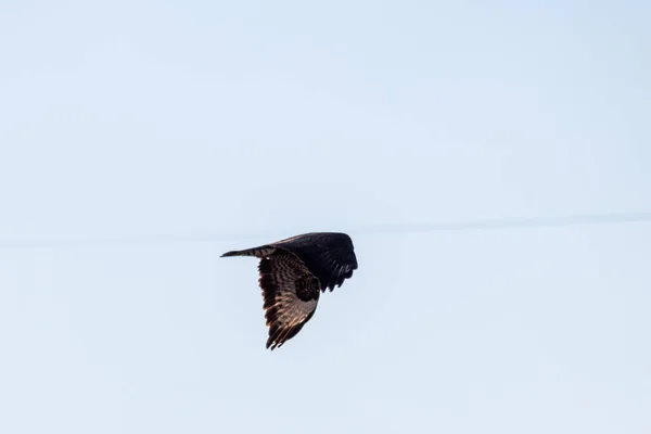 Mighty Flygande Falk Eller Gyllene Örn Aquila Chrysaetos Jakt Andra — Stockfoto