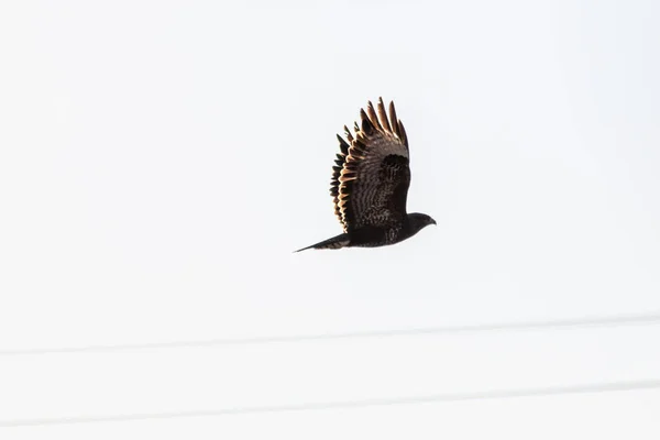 Potężny Latający Sokół Lub Orzeł Aquila Chrysaetos Polujący Inne Ptaki — Zdjęcie stockowe