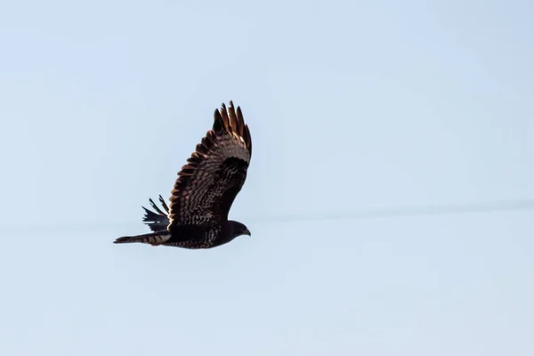 空の背景に獲物の鳥として他の鳥 マウスやラットのための強力な飛行鷹や黄金のワシ Aquila Chrysaetos 狩りと翼と茶色の羽が広がったラプターを飛んで — ストック写真