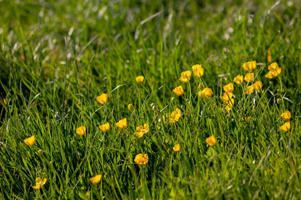 Žluté Květy Máselníku Plném Květu Slunečném Podsvícení Ukazují Světlou Stránku — Stock fotografie