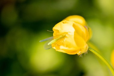Sarı düğün çiçekleri tam çiçek ve güneşli arka planda baharın parlak yüzünü gösterir ve arılar gibi böceklere nektar sunar ve çevreyi korumak için çayırlarda ve tarlalarda sinekler dolaşır.