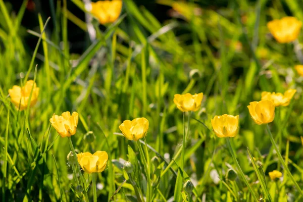 Żółte Kwiaty Jaskier Pełnym Rozkwicie Słoneczne Podświetlenie Pokazać Jasną Stronę — Zdjęcie stockowe