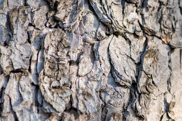 Tronco Árbol Primer Plano Bosque Con Corteza Agrietada Profunda Como —  Fotos de Stock