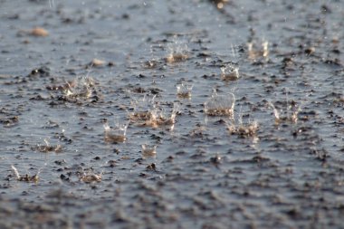 Şiddetli yağmurlu bir günde yere düşen yağmur damlaları baharda durgun bir kır yolundaki su birikintisine düşerken kuraklık ve kıtlıktan sonra bitkiler ve ağaçlar için ferahlatıcı bir su banyosu sunar.
