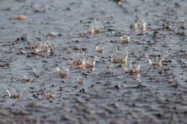 Raindrops falling to the floor in heavy rain day into a puddle on an plashy country road in spring offer a refreshing water shower for plants and trees after an absolute drought and meagerness clipart