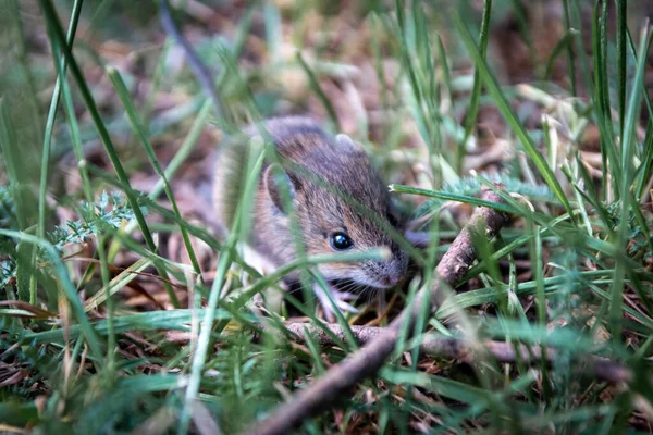 Cute little wood mouse (Apodemus sylvaticus) foraging for forage in an urban park as wild animal in natural environment is a tiny mouse but big vermin and forest pest and victim of vermin exterminator