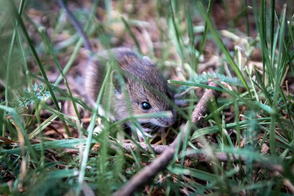 自然の中で野生動物としての都市公園での牧草地のためのかわいい木のマウス アポデムスシルバティカス は小さなマウスですが 大きなVerminと森の害虫であり Verminの駆除剤の犠牲者 — ストック写真