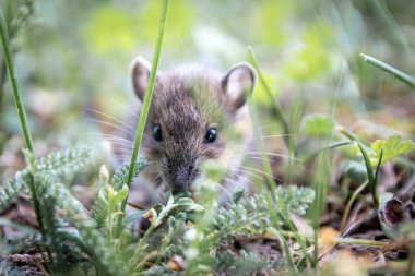 Şirin küçük orman faresi (Apodemus sylvaticus) doğal ortamda vahşi bir hayvan gibi bir şehir parkında yiyecek ararken küçük bir faredir ama büyük bir haşerat ve orman haşeresi ve haşere ilaçlama kurbanıdır.