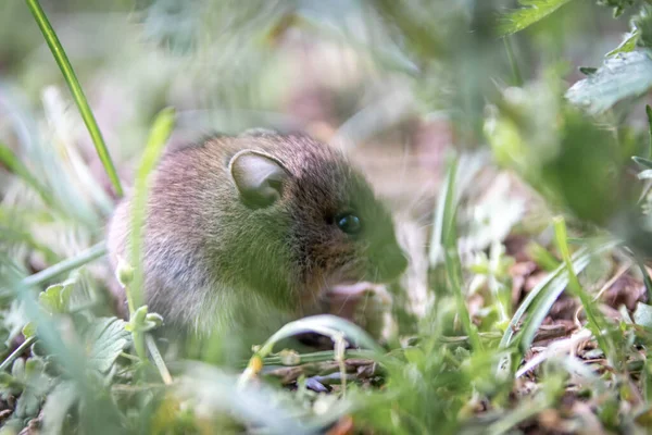 Cute little wood mouse (Apodemus sylvaticus) foraging for forage in an urban park as wild animal in natural environment is a tiny mouse but big vermin and forest pest and victim of vermin exterminator