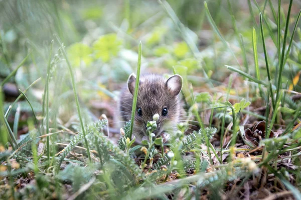 自然の中で野生動物としての都市公園での牧草地のためのかわいい木のマウス アポデムスシルバティカス は小さなマウスですが 大きなVerminと森の害虫であり Verminの駆除剤の犠牲者 — ストック写真