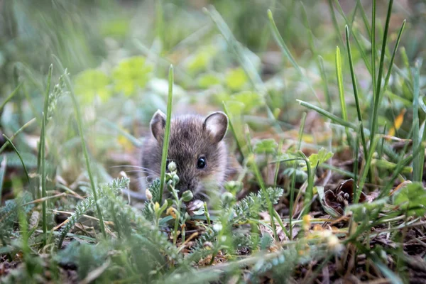 自然の中で野生動物としての都市公園での牧草地のためのかわいい木のマウス アポデムスシルバティカス は小さなマウスですが 大きなVerminと森の害虫であり Verminの駆除剤の犠牲者 — ストック写真