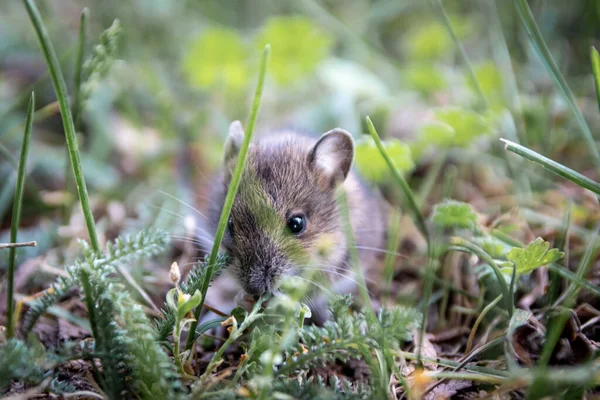 Cute little wood mouse (Apodemus sylvaticus) foraging for forage in an urban park as wild animal in natural environment is a tiny mouse but big vermin and forest pest and victim of vermin exterminator