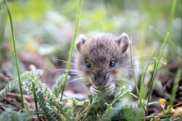 Cute little wood mouse (Apodemus sylvaticus) foraging for forage in an urban park as wild animal in natural environment is a tiny mouse but big vermin and forest pest and victim of vermin exterminator