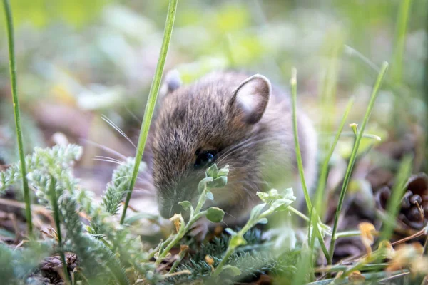 自然の中で野生動物としての都市公園での牧草地のためのかわいい木のマウス アポデムスシルバティカス は小さなマウスですが 大きなVerminと森の害虫であり Verminの駆除剤の犠牲者 — ストック写真