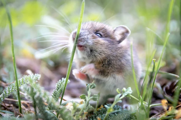 Cute little wood mouse (Apodemus sylvaticus) foraging for forage in an urban park as wild animal in natural environment is a tiny mouse but big vermin and forest pest and victim of vermin exterminator