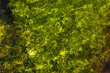 Kristal berrak bir su deresinin suyundaki ipeksi dalgalar yüksek açılı doğal arka plan yeşil su bitkilerini ve yüzen berrak bir dereyle bir dağ pınarındaki küçük dalgaları gösteriyor.