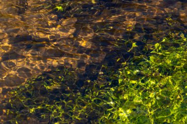 Kristal berrak bir su deresinin suyundaki ipeksi dalgalar yüksek açılı doğal arka plan yeşil su bitkilerini ve yüzen berrak bir dereyle bir dağ pınarındaki küçük dalgaları gösteriyor.