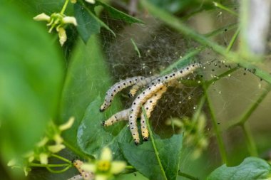 İpeksi bir kozadaki siyah noktalı sarı tırtıllar bahar ve yaz aylarında güzel bir kelebeğe dönüşmek için yeşil yapraklar yerler ama larva olarak tarıma zarar verirler ve çiftçiler için zararlıdırlar.