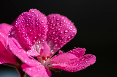 Çiçeklerin üzerine düşen yağmur damlaları bahçedeki ve balkondaki taze ve saf güzelliği tozlaşma, bal üretimi ve yaban arısı gibi böcekler için cennet manzarası olarak gösterir.