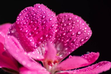 Çiçeklerin üzerine düşen yağmur damlaları bahçedeki ve balkondaki taze ve saf güzelliği tozlaşma, bal üretimi ve yaban arısı gibi böcekler için cennet manzarası olarak gösterir.