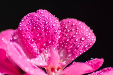 Çiçeklerin üzerine düşen yağmur damlaları bahçedeki ve balkondaki taze ve saf güzelliği tozlaşma, bal üretimi ve yaban arısı gibi böcekler için cennet manzarası olarak gösterir.