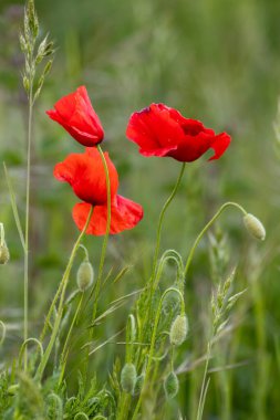 Baharda kırmızı gelincik çiçekleri olan yeşil çayır bahçedeki bitkilerin ve çiçeklerin kırılganlığını ve yeşil arka planda kırmızı arka planda güzel bir renk kontrastı olan çiçeklerin kırılganlığını gösterir.