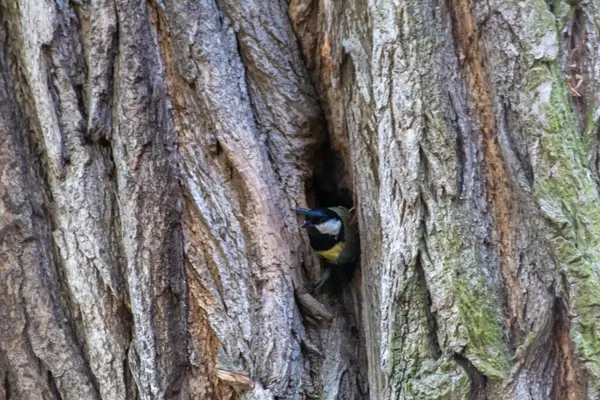 森の木のトランクの上の鳥 — ストック写真