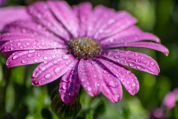 Rain Drops Sunlight Flower Blossoms Show Freshness Pure Beauty Nature — Stock Photo, Image
