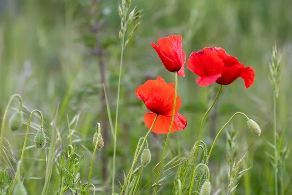 Pradera Verde Con Flores Amapola Roja Primavera Muestran Fragilidad Las Imagen De Stock