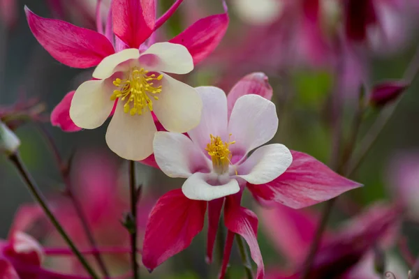 Fleurs Roses Avec Des Pétales Blancs Plein Essor Printemps Montrent — Photo