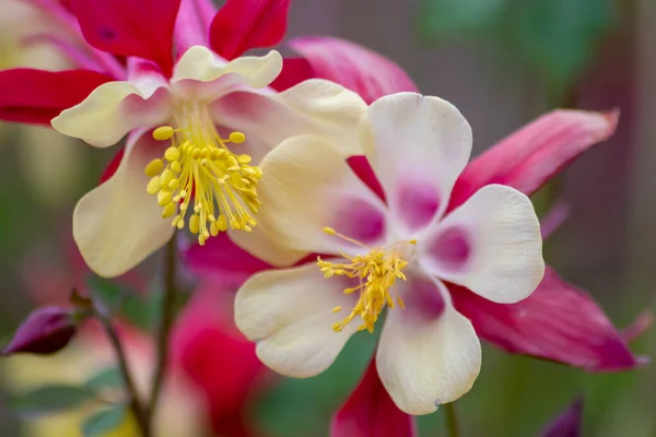 Flores Cor Rosa Com Pétalas Brancas Sopro Total Primavera Mostram — Fotografia de Stock